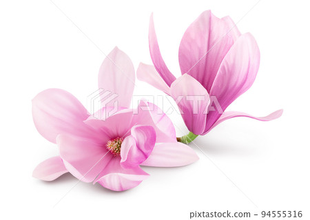 Pink magnolia flower isolated on white background with full depth of field 94555316