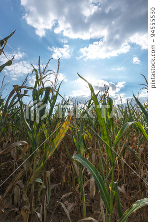 Shot of row of corn plants before harvest in late summer against blue sky in sunshine 94555530