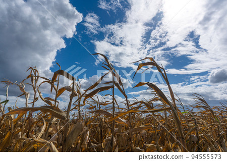 Parched corn plants due to a heat wave and extreme drought in the summer Parched corn plants due to a heat wave and extreme drought in the summer 94555573