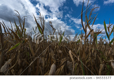 Parched corn plants due to a heat wave and extreme drought in the summer Parched corn plants due to a heat wave and extreme drought in the summer 94555577