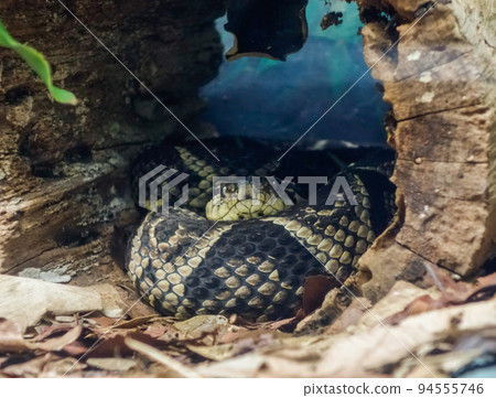 Bothrops cotiara snake, aka Fonsecas lancehead, only found in Brazilian southeast 94555746