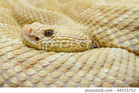 Bothrops insularis snake, known as the Golden lancehead. Close up view Bothrops insularis snake, known as the Golden lancehead. Close up view 94555752