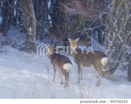 Ezo deer walking in the snowy forest Ezo deer walking in the snowy forest 94556292