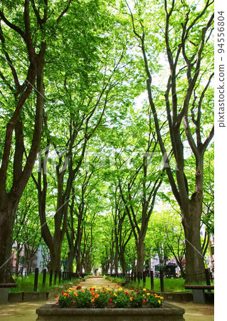 仙台定禪寺通的櫸樹長廊 仙台定禪寺通的櫸樹長廊 94556804