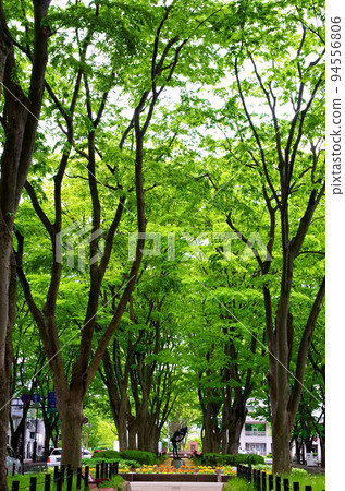 仙台市（宮城縣仙台市）定善寺街的櫸樹散步道 94556806