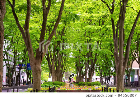 仙台市(宮城縣仙台市)定善寺街的櫸樹散步道 仙台市(宮城縣仙台市)定善寺街的櫸樹散步道 94556807