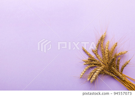 Sheaf of wheat ears close up and seeds on colored background. Natural cereal plant, harvest time concept. Top view, flat lay with copy space. world wheat crisis Sheaf of wheat ears close up and seeds on colored background. Natural cereal plant, harvest time concept. Top view, flat lay with copy space. world wheat crisis 94557073