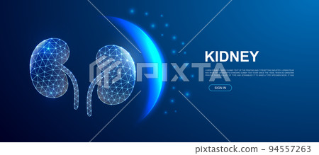 Kidneys 3d polygonal symbol for website template. Low poly Internal organ illustration for promo banner design. Urinary design illustration concept. 94557263