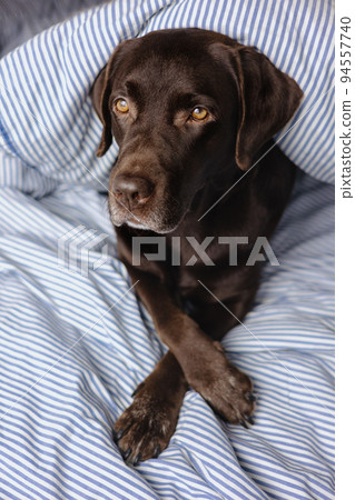 Labrador retriever dog is lying in bed under a blanket and sleeping or resting. animals are like people 94557740