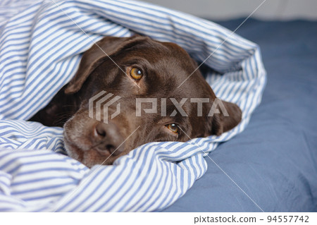 Labrador retriever dog is lying in bed under a blanket and sleeping or resting. animals are like people 94557742