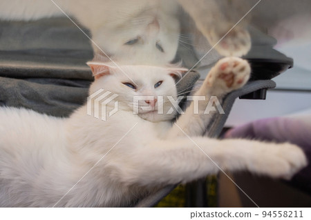 cat laying in wall glass mounted bed at home. 94558211