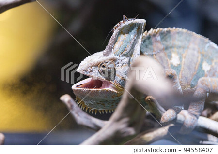 A chameleon with its mouth wide open. Kind eyes are impressive 94558407