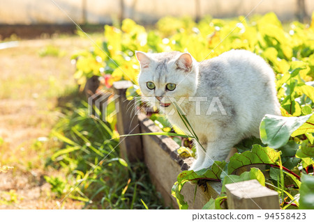 Funny white purebred cat, sitting on a bed with green beet leaves, in summer 94558423