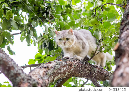 a frightened white cat walks down the branch of an apple tree in the garden, green apples hang nearby in summer. 94558425