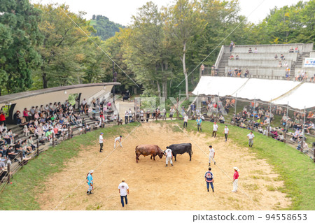 Yamakoshi Bullring Yamakoshi Bullfighting (Yamakoshi area, Nagaoka City) 94558653