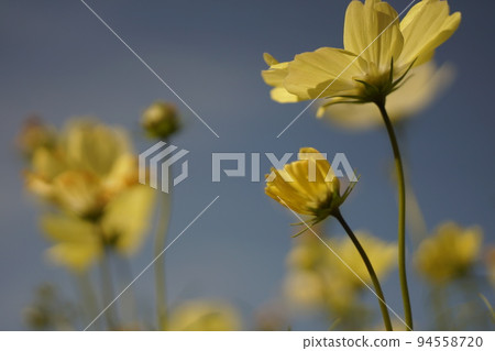 Lemon yellow cosmos flowers and blue sky Lemon yellow cosmos flowers and blue sky 94558720