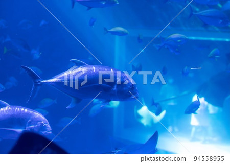 能登島水族館 大魚 94558955