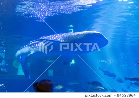 地震前的能登島水族館：旋轉的鯨鯊 94558964