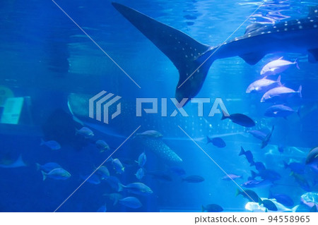 Notojima Aquarium Two whale sharks Notojima Aquarium Two whale sharks 94558965