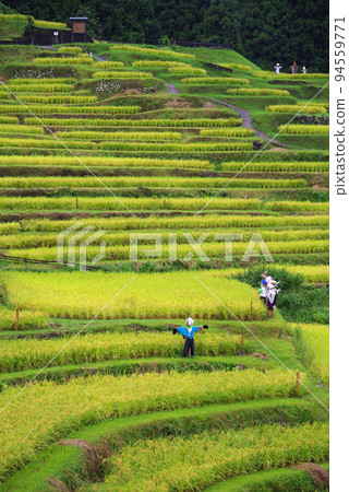 收穫季節的“丸山千枚田”(三重縣熊野市) 收穫季節的“丸山千枚田”(三重縣熊野市) 94559771