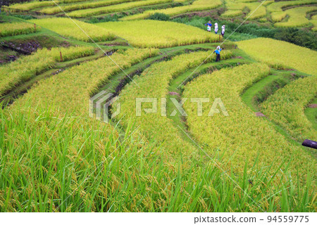 "Maruyama Senmaida" during the harvest season (Kumano City, Mie Prefecture) 94559775