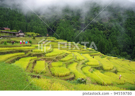 "Maruyama Senmaida" during the harvest season (Kumano City, Mie Prefecture) 94559780
