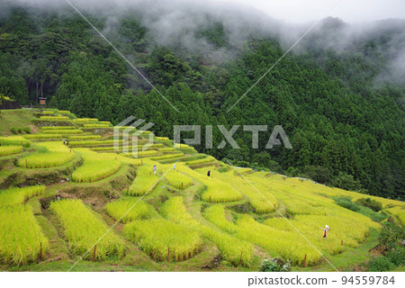 收穫季節的“丸山千枚田”(三重縣熊野市) 收穫季節的“丸山千枚田”(三重縣熊野市) 94559784