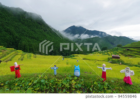 收穫季節的“丸山千枚田”（三重縣熊野市） 94559846