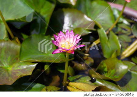 Nymphaea lotus flower with leaves, Beautiful blooming water lily Nymphaea lotus flower with leaves, Beautiful blooming water lily 94560049