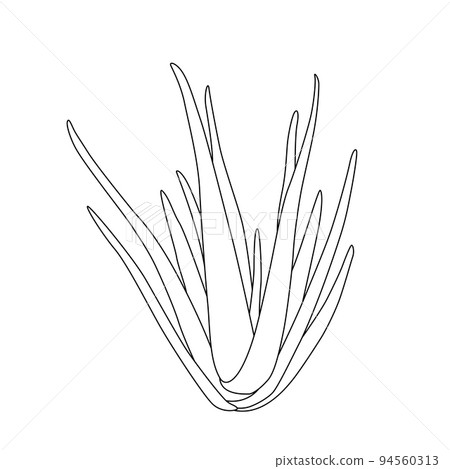 Vector hand drawn botanical Aloe Vera. Vector. Isolated background. Vector hand drawn botanical Aloe Vera. Vector. Isolated background. 94560313