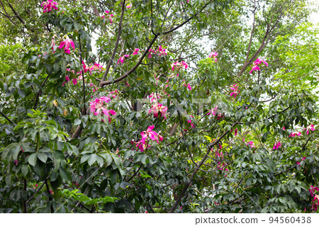 Blossom pink flower of silk floss tree chorisia 94560438