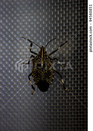 Red stinkbug staying in the screen door 94560851