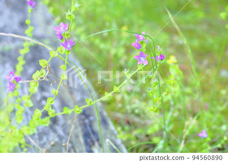 Cowboy flowers 94560890