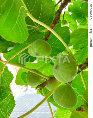 Figs growing in the hedge of a private house in Toranomon, Tokyo 94560930