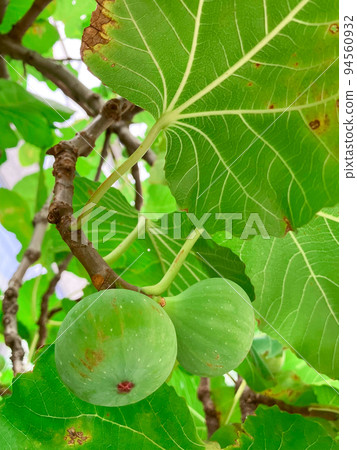 Figs growing in the hedge of a private house in Toranomon, Tokyo 94560932