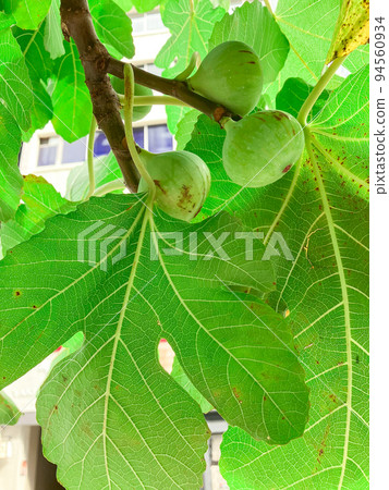 Figs growing in the hedge of a private house in Toranomon, Tokyo 94560934
