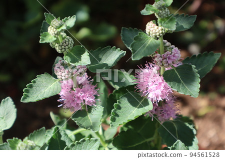 盆栽粉紅菊花 盆栽粉紅菊花 94561528