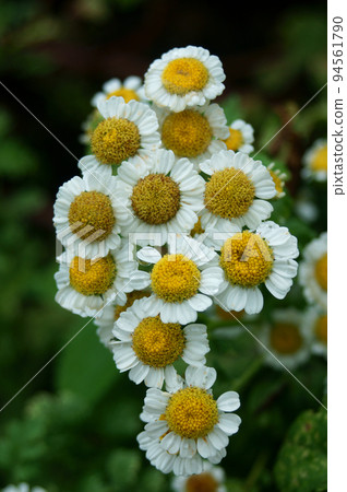 Feverfew flowers wet in the rain Feverfew flowers wet in the rain 94561790