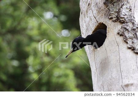 Black Woodpecker Peeking from its Nest Rishiri Island, Hokkaido Black Woodpecker Peeking from its Nest Rishiri Island, Hokkaido 94562034
