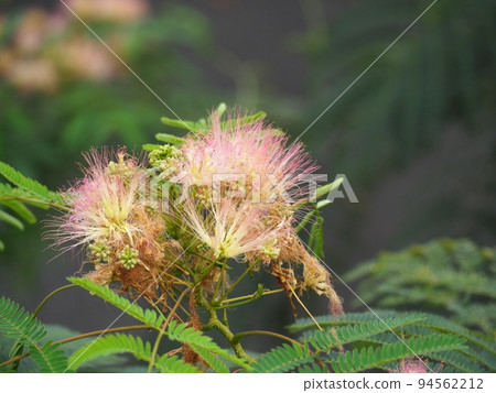 合歡 合歡 94562212