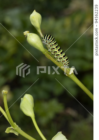 The larva of the yellowfin tuna The larva of the yellowfin tuna 94562239