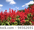 hokkaido yuni town unigarden salvia summer hokkaido yuni town unigarden salvia summer 94562691
