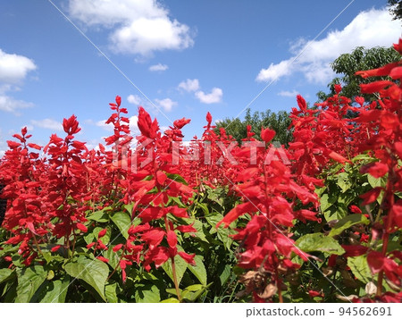 hokkaido yuni town unigarden salvia summer hokkaido yuni town unigarden salvia summer 94562691