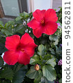 Hibiskus flowers 94562811