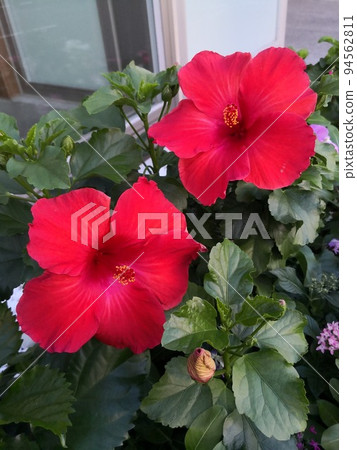 Hibiskus flowers Hibiskus flowers 94562811