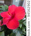 Hibiskus flower 94562902
