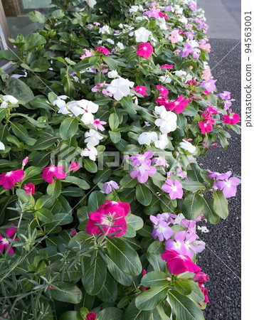 Flowers Flowers 94563001
