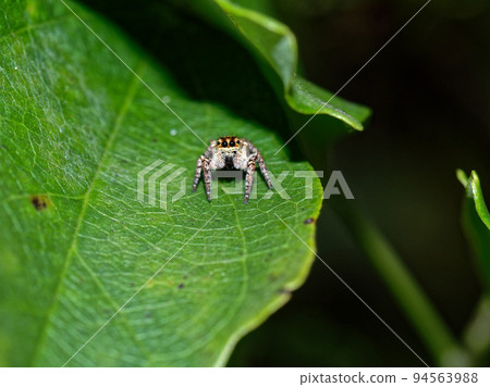 Jumping spider Cat fly bird ♀ Jumping spider Cat fly bird ♀ 94563988