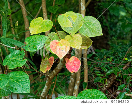 金縷梅家族 Malbanoki 秋葉 94564230