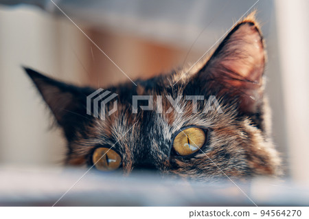 Cute kitten with yellow eyes looks away. Fluffy cat peeks out from behind object. Domestic animal themes. Curious multicolored pussycat is lying on desktop. Pets and lifestyle concept. 94564270